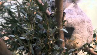 preview picture of video 'Baby Koala in Planckendael Animal Park'