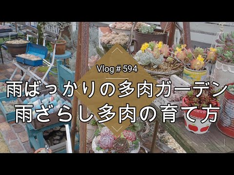 春の多肉植物の世話はどうすればいいですか？健康な植物へのガイド!  庭園