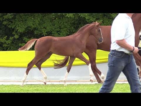 60 HF von Sir Donnerhall I - Comte