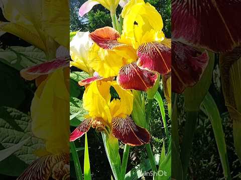 фото ирисы (микс - цвет может быть голубой или жёлтый) 0