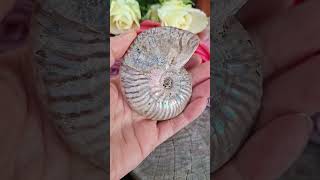 Amonit Phylloceras 160g