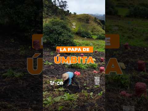 Apoya al campo: El valioso trabajo de cosechar papa en Úmbita