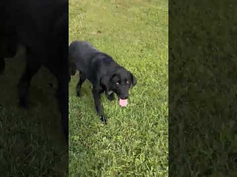 Ella #12, an adopted Black Labrador Retriever in Killingworth, CT_image-1