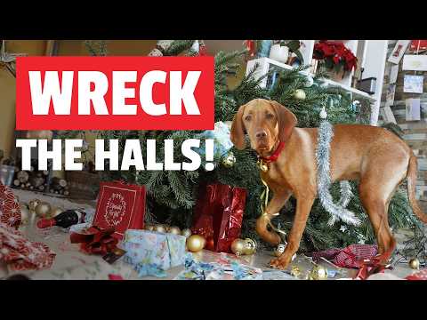Pet Holiday Madness | FUNNY & CUTE Holiday Pet Videos