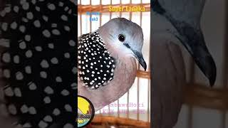 Download lagu Suara burung Pembawa Hoki super langka mp3 Download lagu Suara burung Pembawa Hoki super langka mp3