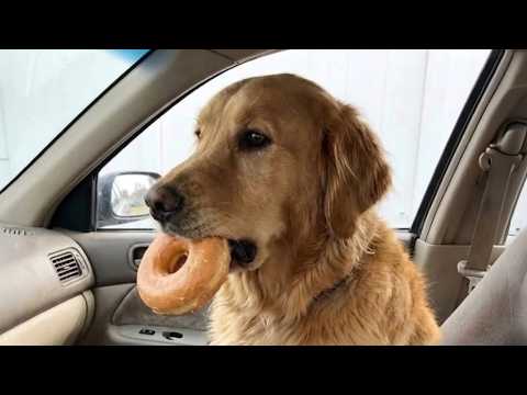 TOP Funny Dog Moments That Made 2026 😂 Try Not To Laugh!