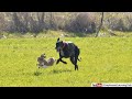 Greyhound Hare Coursing Dog And Rabbit Race In Pakistan Coursing Dogs