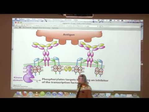 Kevin Ahern's Bite-Sized Biochemistry #53 - Immune System & Grand Finale