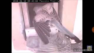 Seltene Besuche des Männchens im Nest