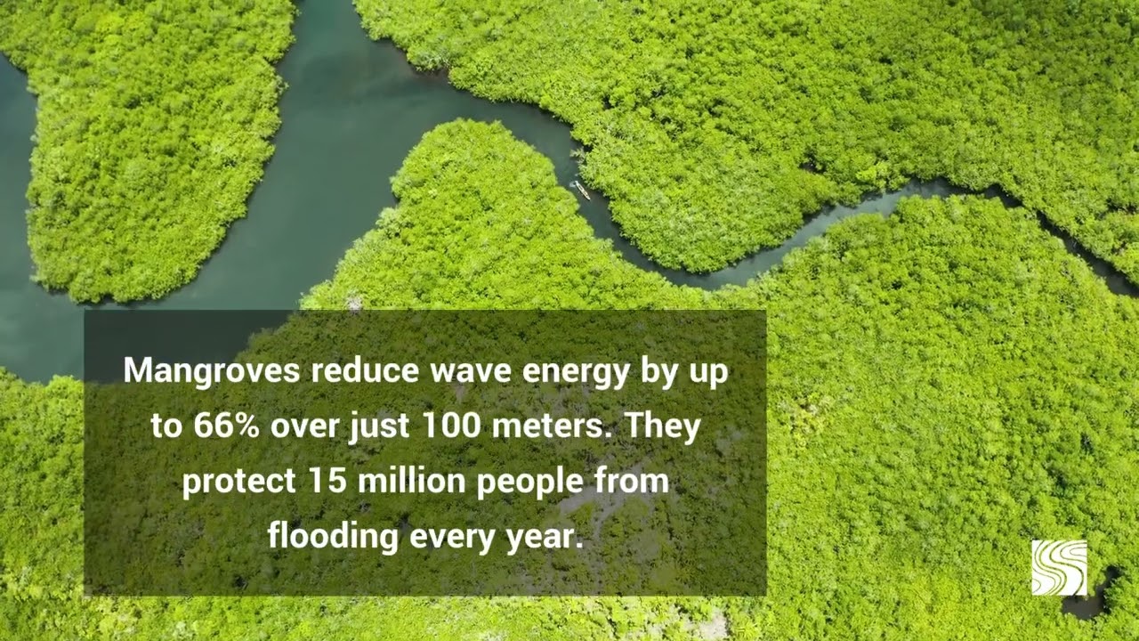 Mangroves: Living Barriers, Thriving Ecosystems