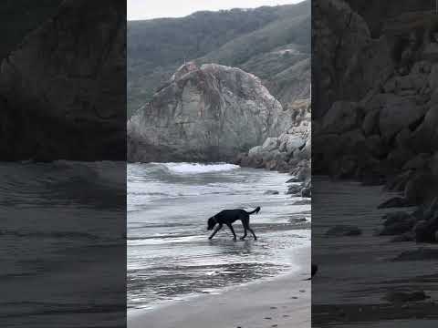On my way to Carpinteria. San Luis Obispo has a DOG BEACH!