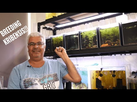 クリベンシスの繁殖方法