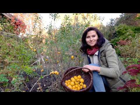 Pigwowiec japoński zamiast cytryny?