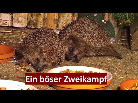 EIN ERBITTERTER KAMPF ZWISCHEN ZWEI IGELN  (23.06.2022) -A NASTY FIGHT BETWEEN TWO HEDGEHOGS