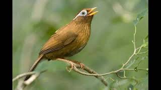 Download lagu Suara pikat burung wambi 100% ampuh 2024 mp3