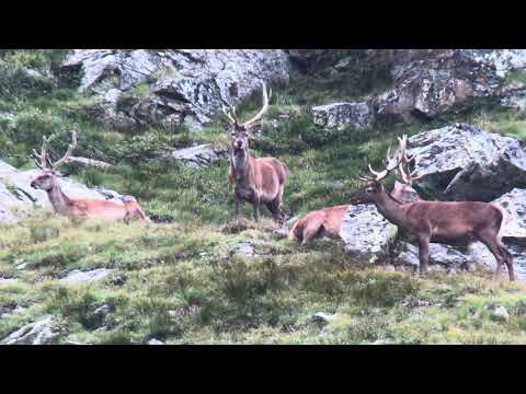 ¡Los ciervos pierden terciopelo en el corazón del parque Stelvio!