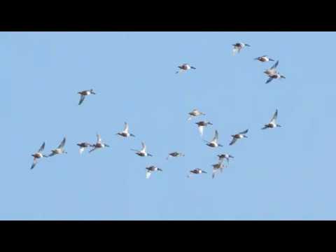 19 april 2020 - voorjaarstrek met Zwarte Wouw - Kinderdijk