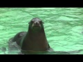 Sea Lion Bark