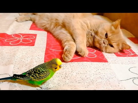Funny budgie entertains sleeping cat