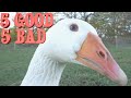 10 Things I Ve Learned Raising Geese