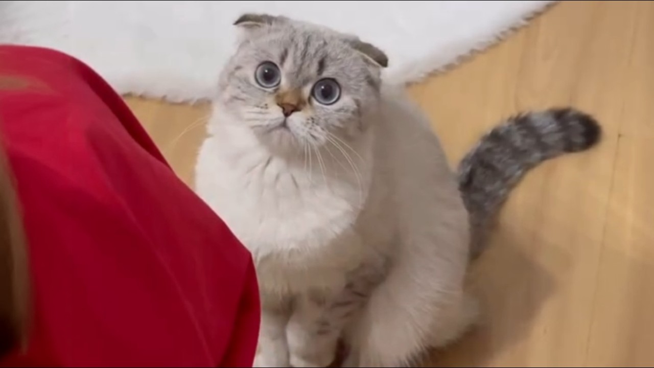 After 22 Days Grieving, This Cat's Eyes Light Up When She Sees Her