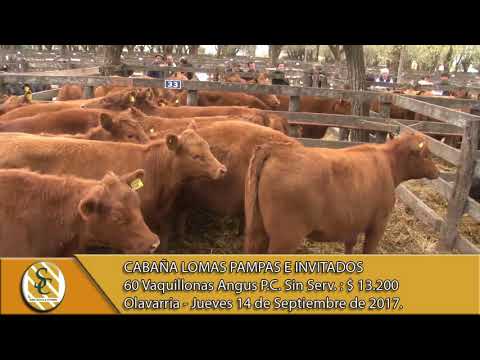 14-09-17 Venta de Vacas, Vaquillonas y Terneras - Cabaña Lomas Pampas e Invitados - Olavarria.