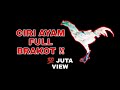 Ciri Fisik Ayam Full Brakot Bentuk Tubuh Pakoy Pencabut Bulu Punggung