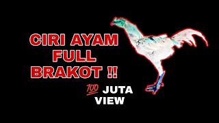 Download lagu Ciri Fisik Ayam Full Brakot | Bentuk Tubuh Pakoy Pencabut Bulu Punggung mp3