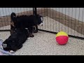 Mini Bernedoodle dogs for sale: Angelica - Video 1