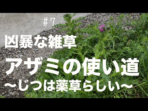 アザミ:とげがあるけど美しい ガーデンデザイン
