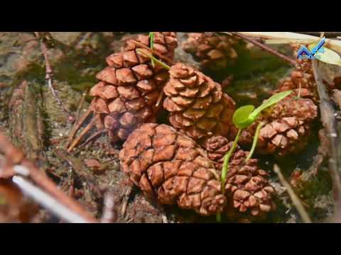 Пусть меня научат - Бульдозерист (28.10.2015)