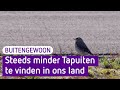 Populatie van tapuit enorm afgenomen en dat komt door ons - BuitenGewoon