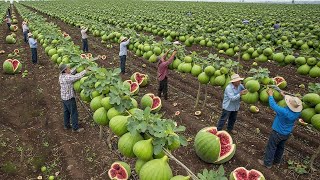 Brasil Colhe MILHÕES de Toneladas de Alimentos em Operação de Grande Escala
