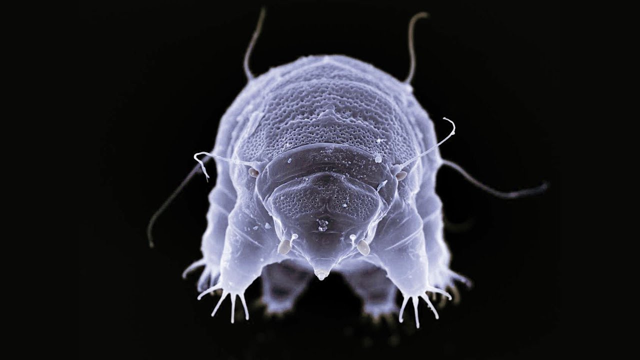 Niesporczaki – najtwardsze zwierzęta na Ziemi, Łukasz Kaczmarek