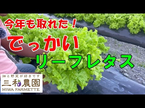 園芸 ファウルレタス、ワイルドレタス、ファウルレタス