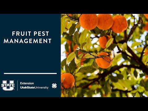 Fruit Pest Management