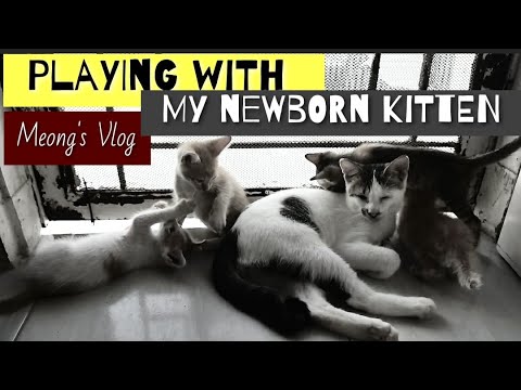 Playing with Newborn Kitten | Glucky 1st Cat Vlog