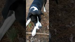 Video preview image #1 Boxer Puppy For Sale in MAPLEWOOD, MN, USA