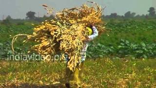 Maize field in Zainabad Village, Gujarat