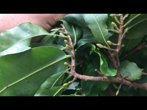 Bón phân nuôi nụ nhanh to - mập