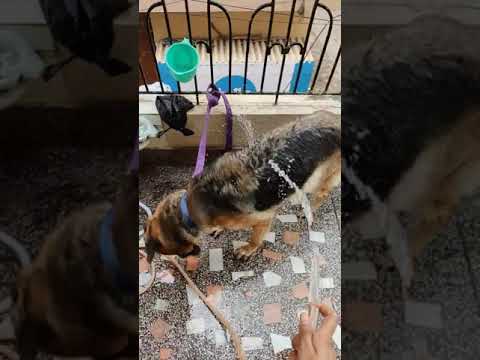 Bath time | Kritika and animals #shorts #gsd #germanshepherds #dogs