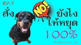 Ep.7 เทคนิคการสื่อสารให้สุนัขหยุด 100%
