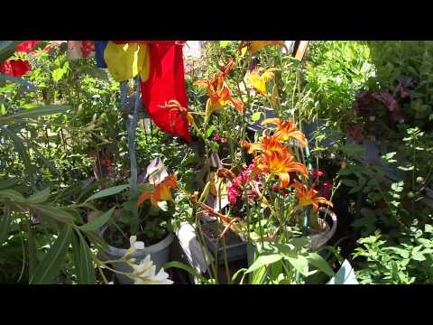 SIXTINA LUI MURIVALE-PORTRETE PICTORITE  IN GRADINA LUI LEO  -ENVIRONMENTS V