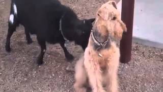 Download lagu kambing ma anjing goyang mp3 Download lagu kambing ma anjing goyang mp3