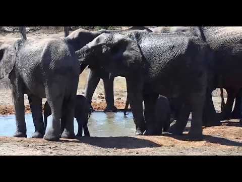 Djuma: Elephant herd with little ones - 14:23 - 10/18/19