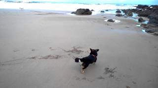 preview picture of video 'Cardigan Corgi at the beach'