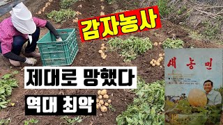감자농사 망했다 역대최악 감자농사 브이로그