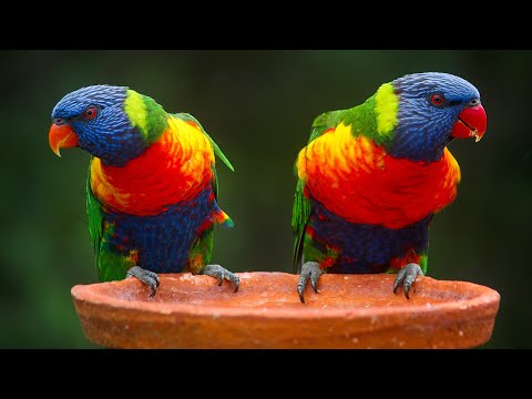 Beauty Of Birds 8K 60fps (HDR Version)
