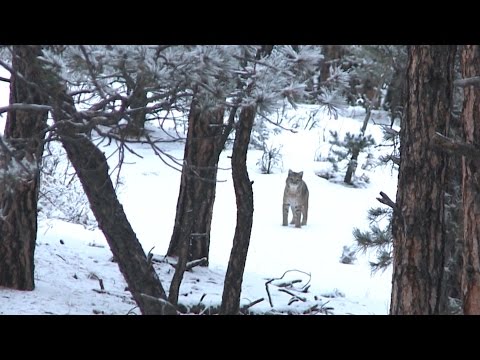 Calling in a  Bobcat with FoxPro - Fred Eichler