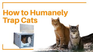 How To Set A Humane Cat Trap